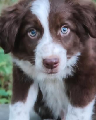 Border collie cucciolo recupero spese