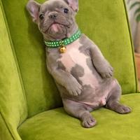 Bulldog francesi Blu