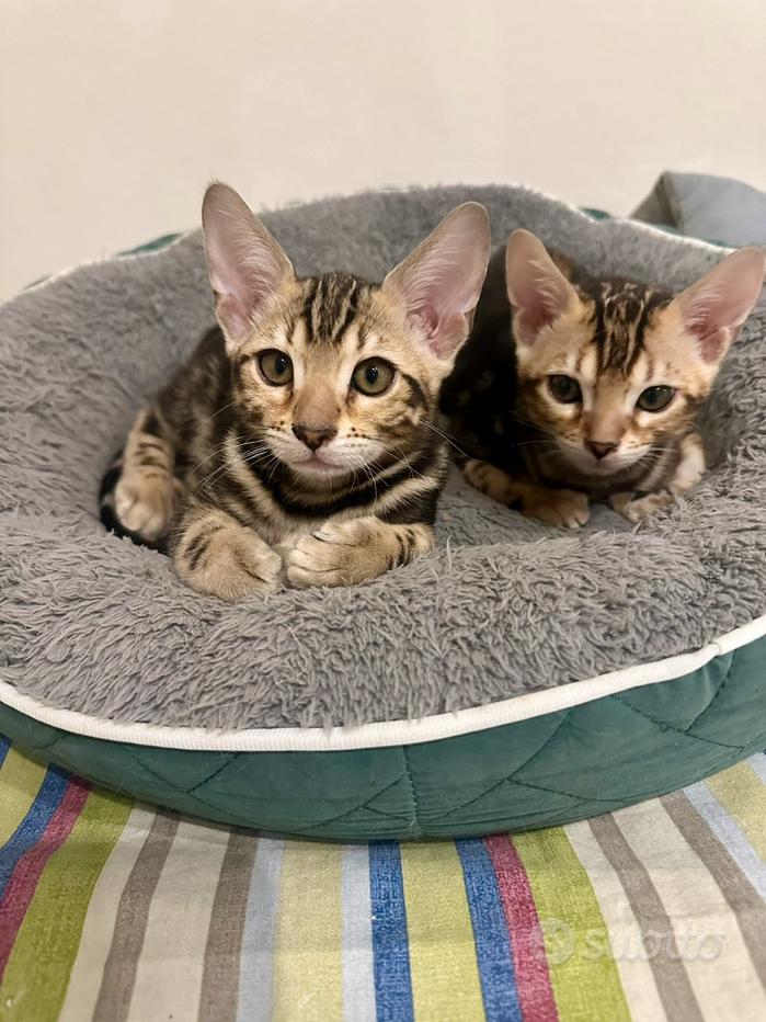 Mini gatti Regalo e vendita animali