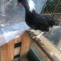 Gallo olandese nano ciuffato