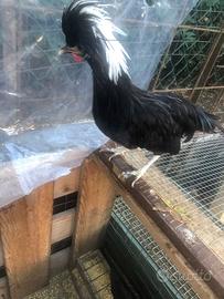 Gallo olandese nano ciuffato