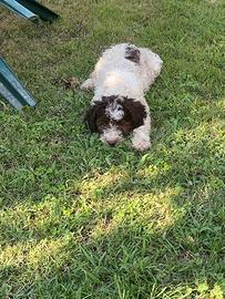 Lagotto romagnolo
