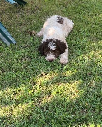 Lagotto romagnolo