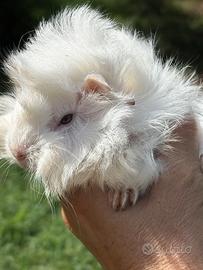 Cavia cuccioli