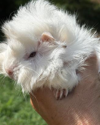 Cavia cuccioli