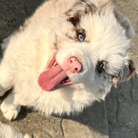 Cucciolo border collie con pedigree