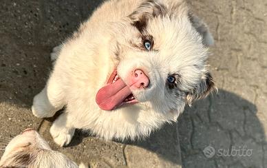 Cucciolo border collie con pedigree