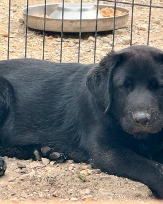 Labrador cucciola