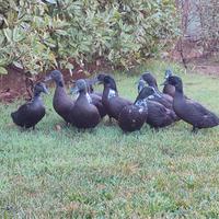 Anatra smeraldo x germano