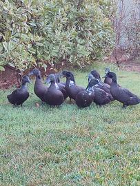 Anatra smeraldo x germano