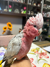 Cacatua rosa femmina