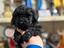 Immagine 26