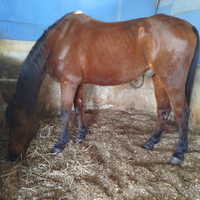 Cavallo sella italiana