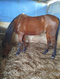 Cavallo sella italiana