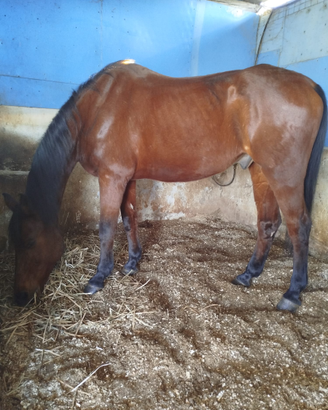 Cavallo sella italiana