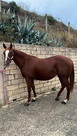 Cavalla