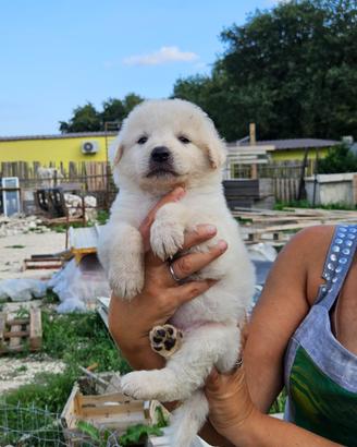 Cuccioli di pastore maremmano abruzzese