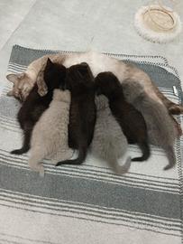 4 scottish fold e 2 scottish straight