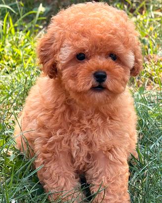Cucciolo di barbone toy femmina
