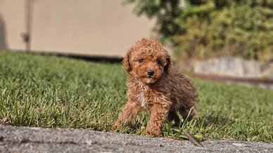 Cucciolandia