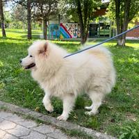 Cuccioli di samoiedo