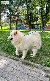 Cuccioli di samoiedo