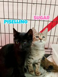 Sugar e Pisellino gattini di 3 mesi adozione cuore