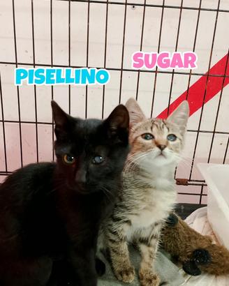 Sugar e Pisellino gattini di 3 mesi adozione cuore
