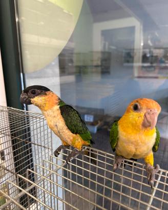 Caicco testa gialla e testa nera