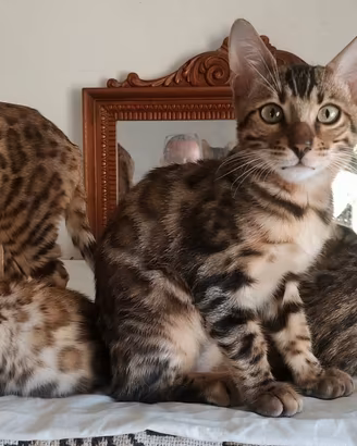 Cuccioli di gatto 100% razza Bengala