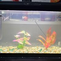 Acquario 120 lt