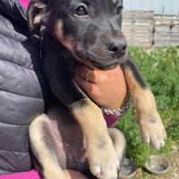 Cucciolo cane maschio e femmina adotta meticcia