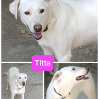 TITTA una cucciola speciale in ADOZIONE