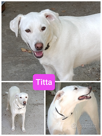 TITTA una cucciola speciale in ADOZIONE