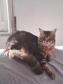 MASCHIO MAINE COON DISPONIBILE PER LA RIPRODUZIONE