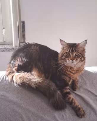 MASCHIO MAINE COON DISPONIBILE PER LA RIPRODUZIONE