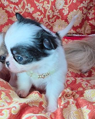 Chihuahua mini toy maschio con pedigree ENCI