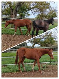 Puledro anglo-arabo del 2024