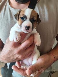 Cuccioli di Jack Russell Terrier 