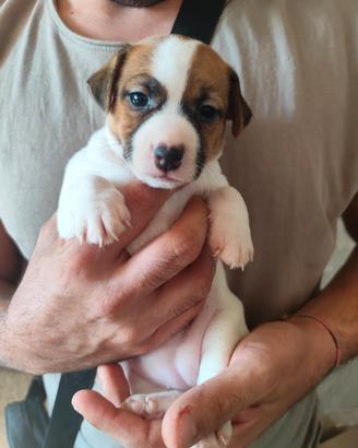 Cuccioli di Jack Russell Terrier 