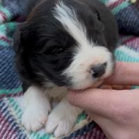 Border collie cuccioli