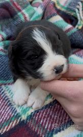 Border collie cuccioli