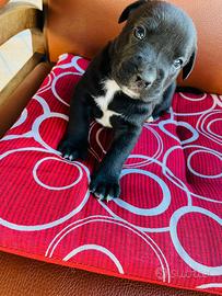 Cuccioli di labrador e Amstaff bully