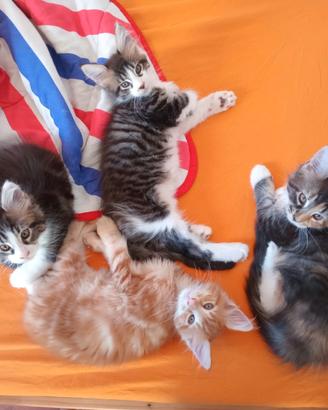 Cuccioli di Maine Coon con pedigree