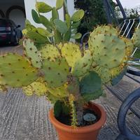 Opuntia