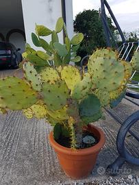 Opuntia
