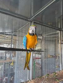 Pappagalli ara