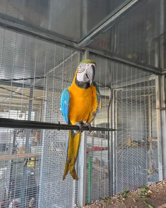 Pappagalli ara