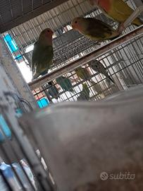 Inseparabili roseicollins