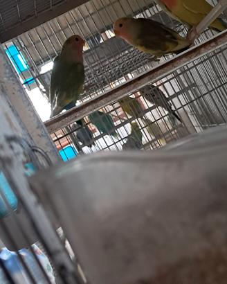 Inseparabili roseicollins